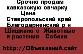 Срочно продам кавказскую овчарку  › Цена ­ 25 000 - Ставропольский край, Благодарненский р-н, Шишкино с. Животные и растения » Собаки   
